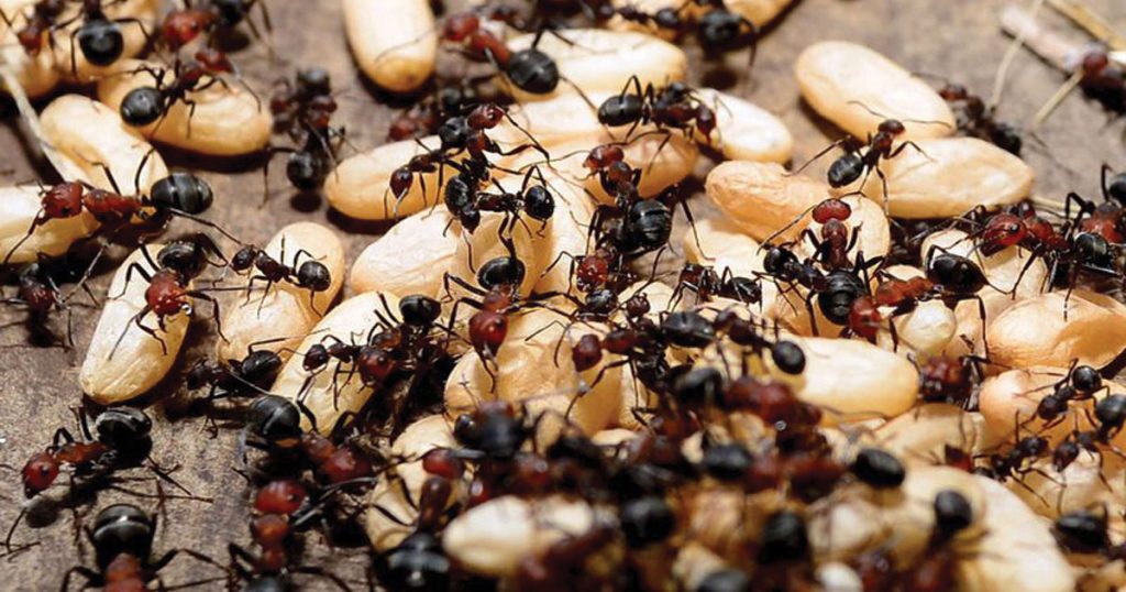 Squashing Those ANTs